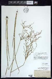 Juncus brachycephalus image