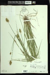 Carex adusta image