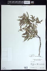 Salix petiolaris image