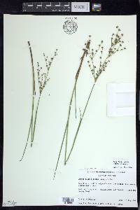 Juncus brachycephalus image