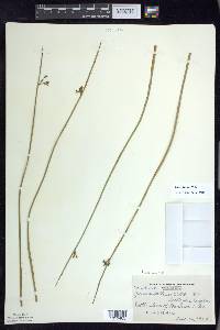 Juncus balticus subsp. littoralis image