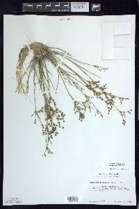 Juncus brachycephalus image