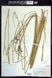 Juncus balticus subsp. littoralis image