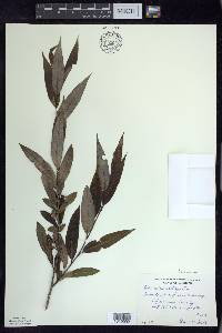 Salix serissima image