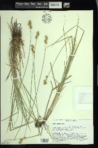 Carex adusta image