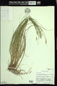 Carex arcta image