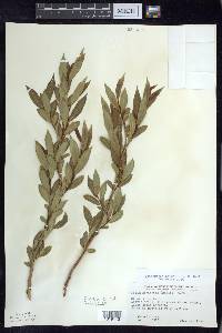 Salix serissima image