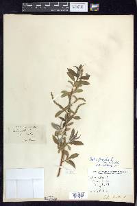 Salix euxina image