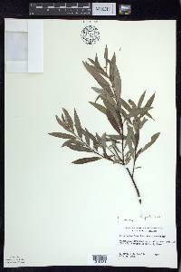 Salix petiolaris image