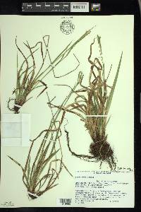 Carex arctata image