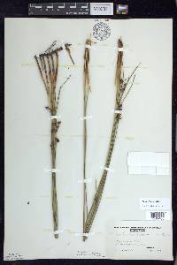 Juncus balticus subsp. littoralis image