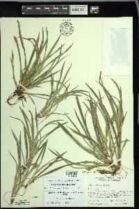 Carex backii image