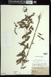 Mentha spicata image