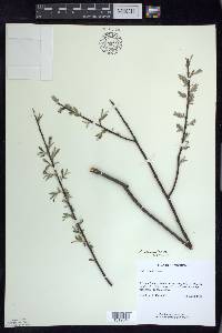 Salix sericea image