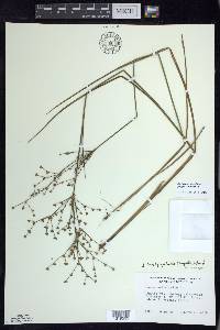 Juncus brachycephalus image