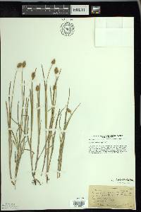 Carex bebbii image