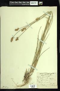 Carex adusta image