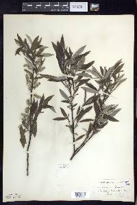 Salix sericea image