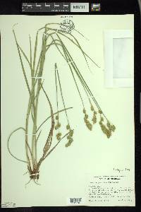 Carex argyrantha image