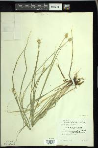 Carex bebbii image