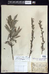 Salix petiolaris image