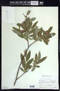 Salix serissima image