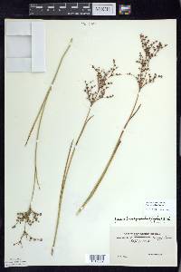 Juncus brachycephalus image