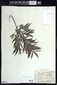 Salix petiolaris image