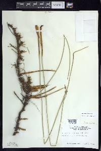 Juncus balticus subsp. littoralis image