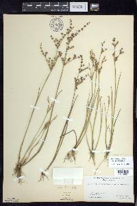 Juncus brachycephalus image