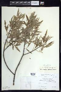 Salix petiolaris image