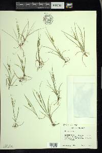 Carex aurea image