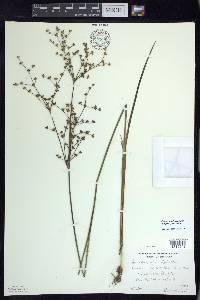 Juncus brachycephalus image