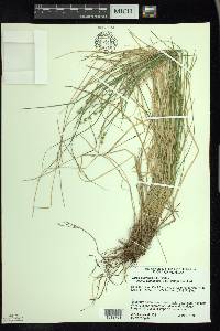 Carex atlantica subsp. capillacea image