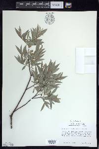 Salix petiolaris image