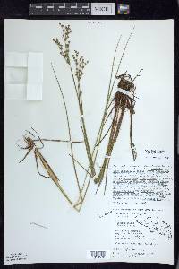 Juncus brachycephalus image