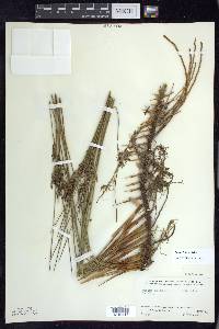 Juncus balticus subsp. littoralis image