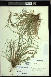 Carex backii image