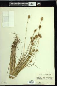 Carex bebbii image