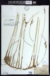 Juncus balticus subsp. littoralis image