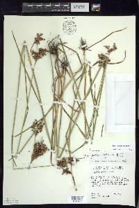 Juncus biflorus image