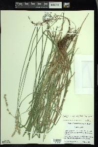Carex argyrantha image