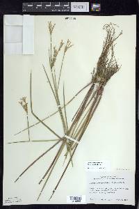 Juncus brachycephalus image