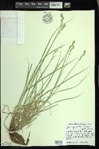 Carex argyrantha image