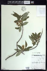 Salix serissima image