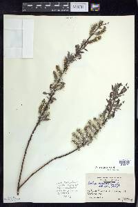 Salix sericea image