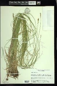 Carex arcta image