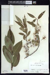 Salix serissima image