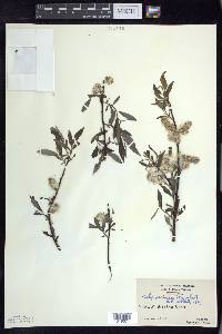 Salix sericea image