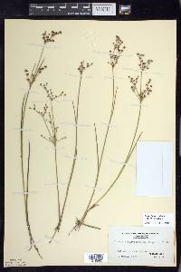 Juncus brachycephalus image